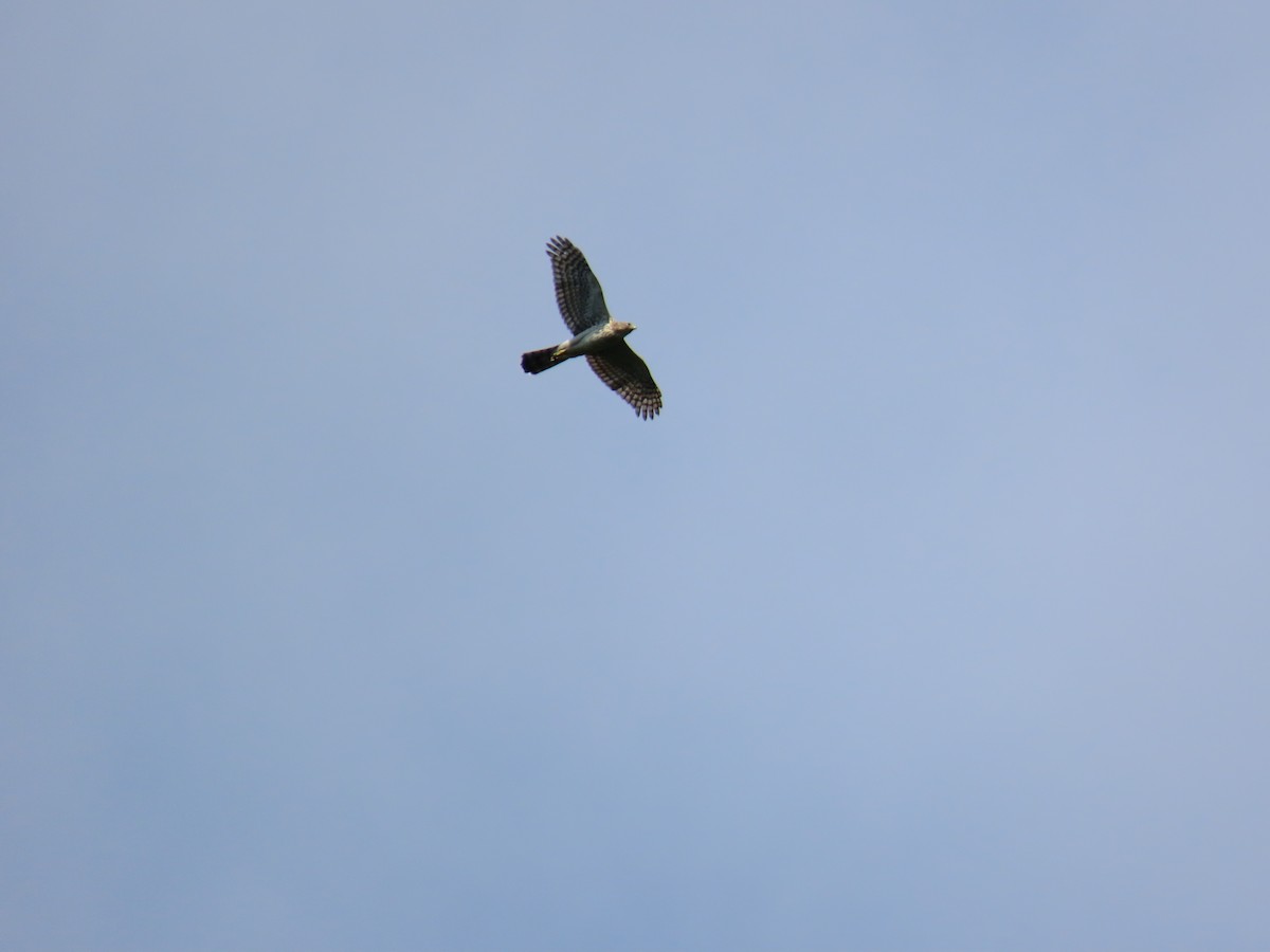 Cooper's Hawk - ML640820845
