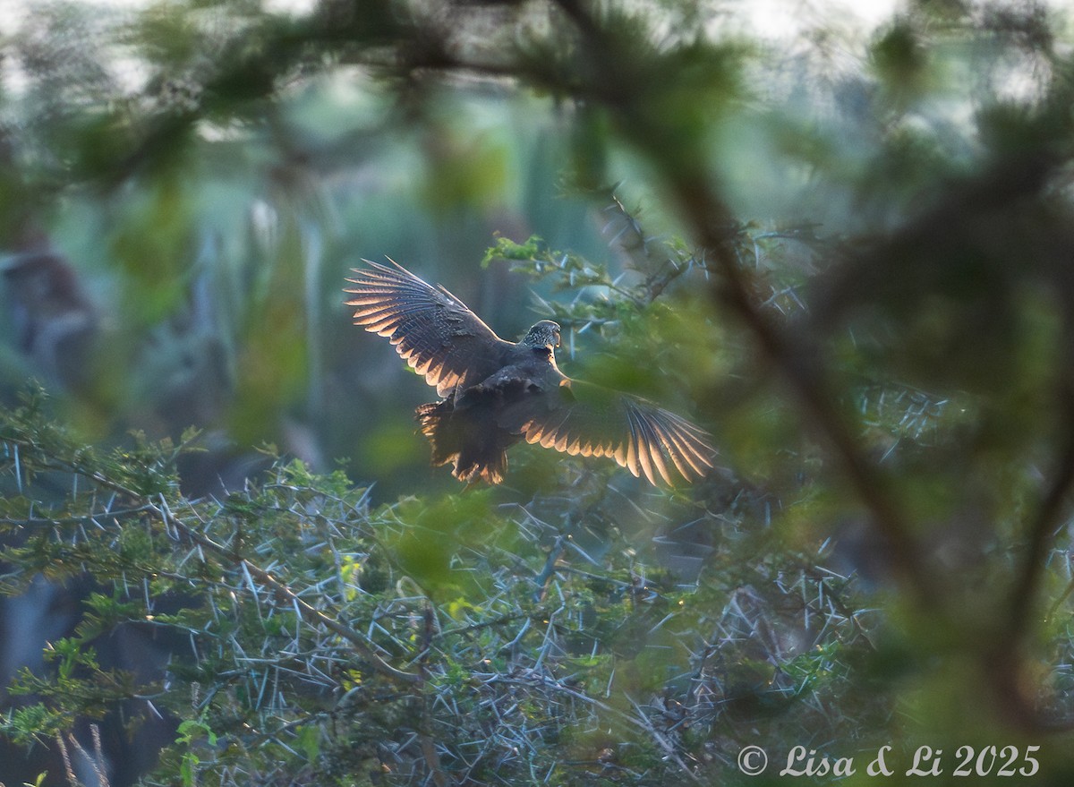 Heuglin's Spurfowl - ML640820855