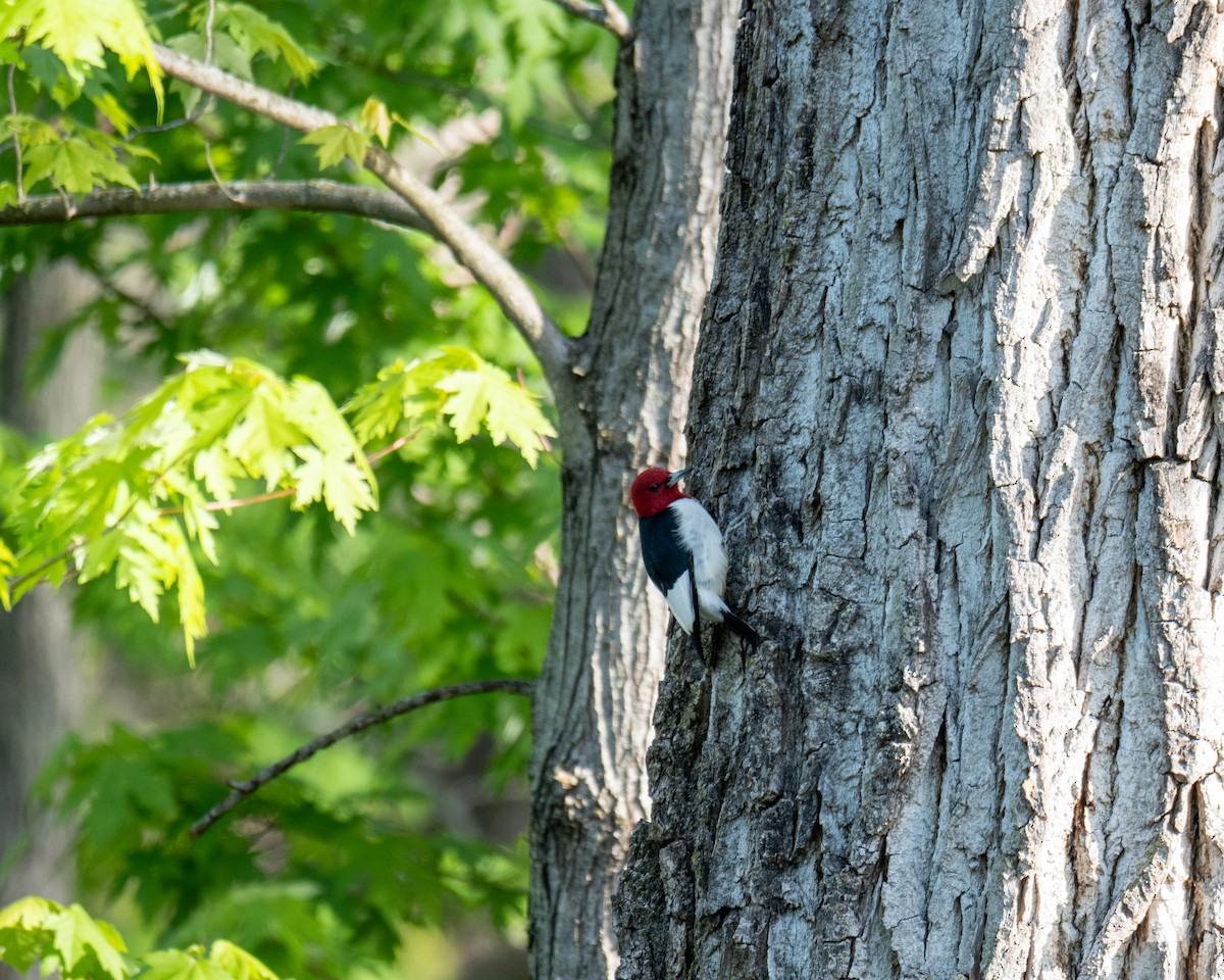 datel červenohlavý - ML640820856