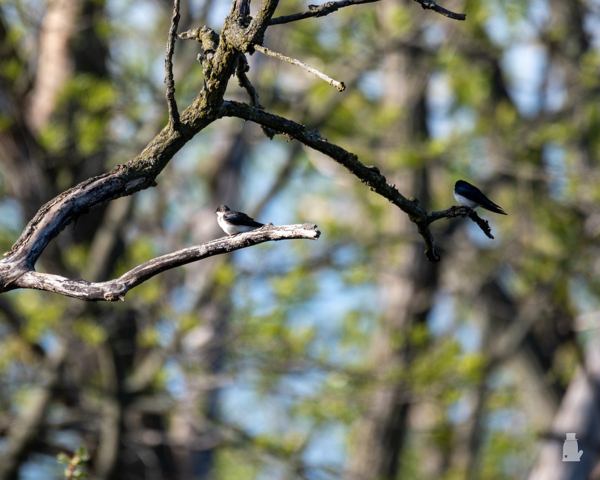 vlaštovka stromová - ML640820858