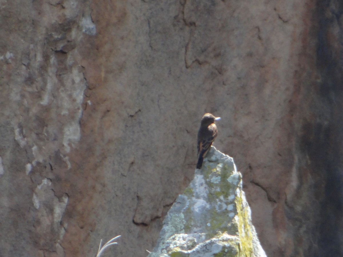 Cliff Flycatcher - ML640820861