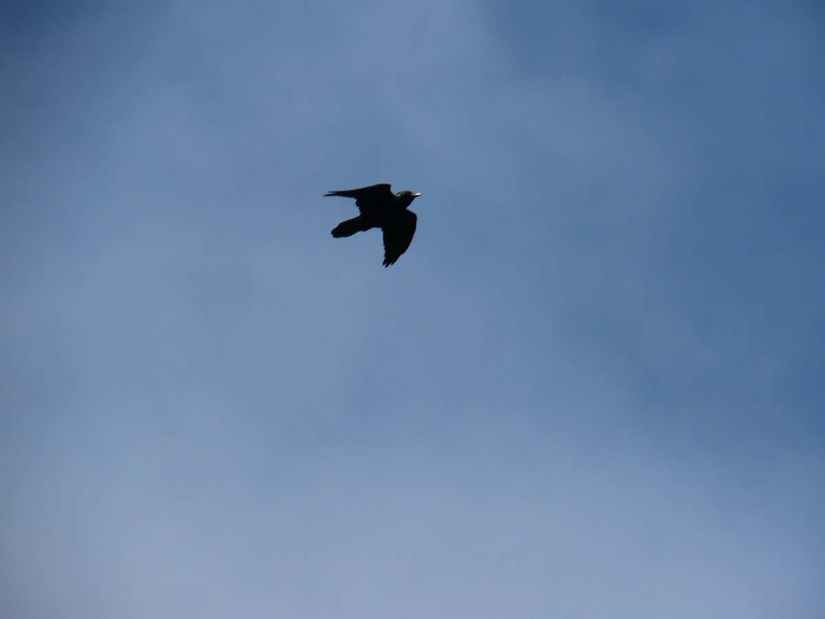 Common Raven - ML640820862