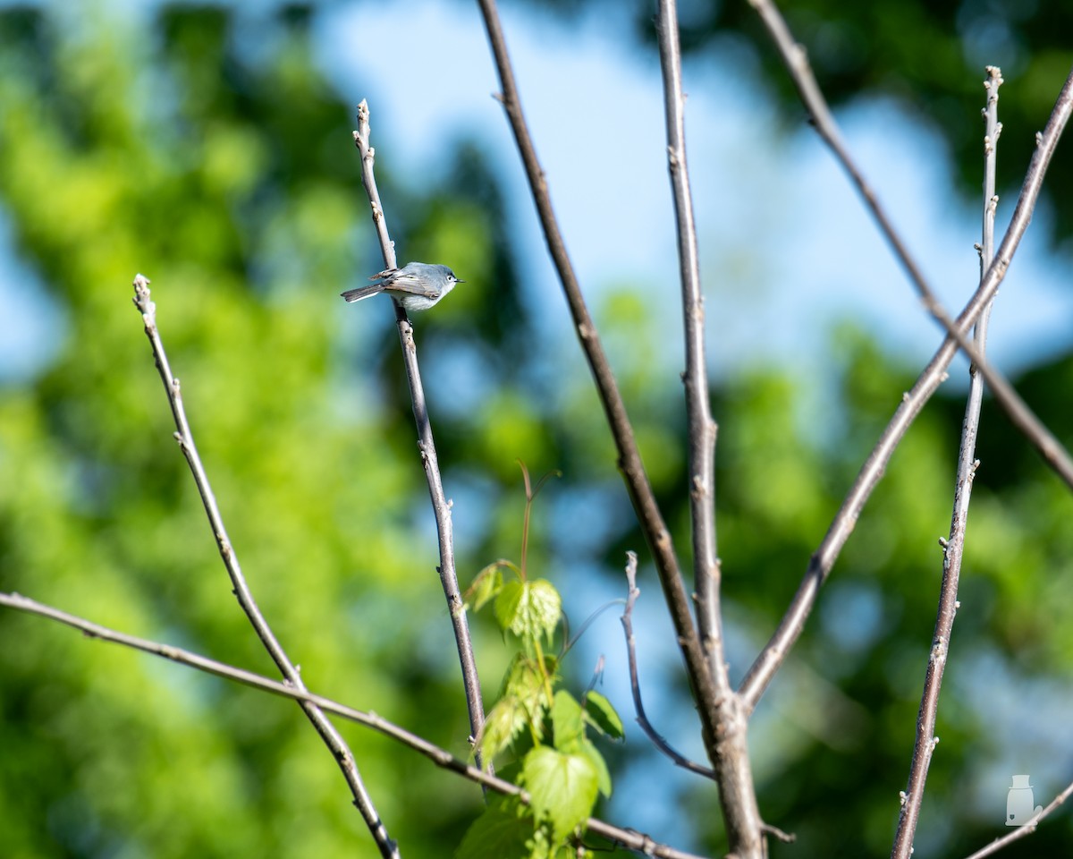 leskot modrošedý - ML640820870