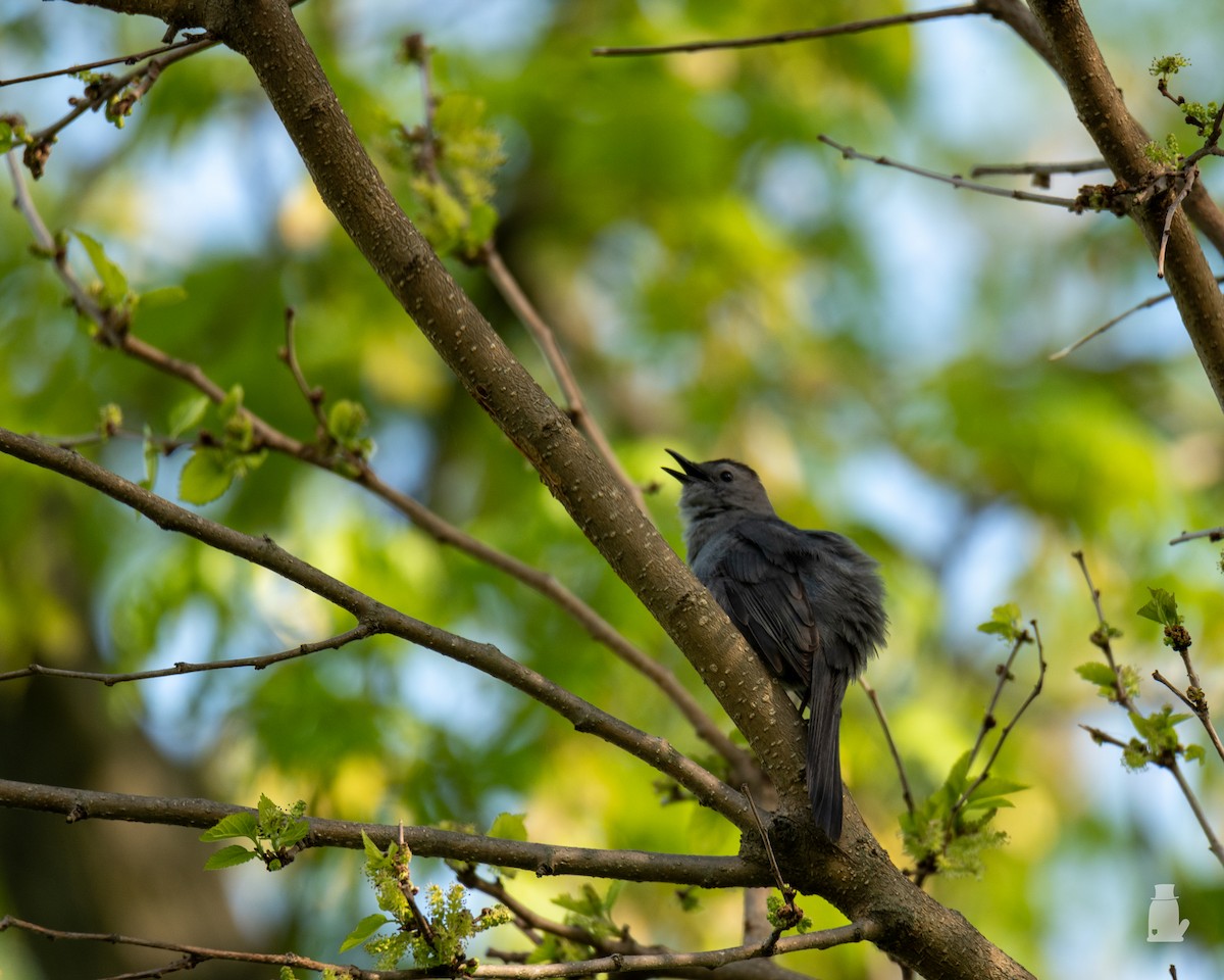 drozdec černohlavý - ML640820880