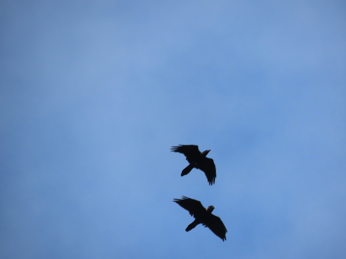 Common Raven - ML640820886