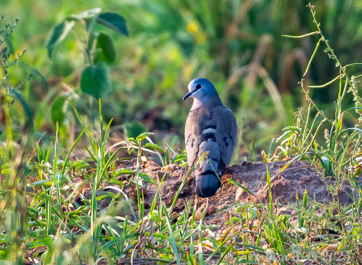 Black-billed Wood-Dove - ML640820893