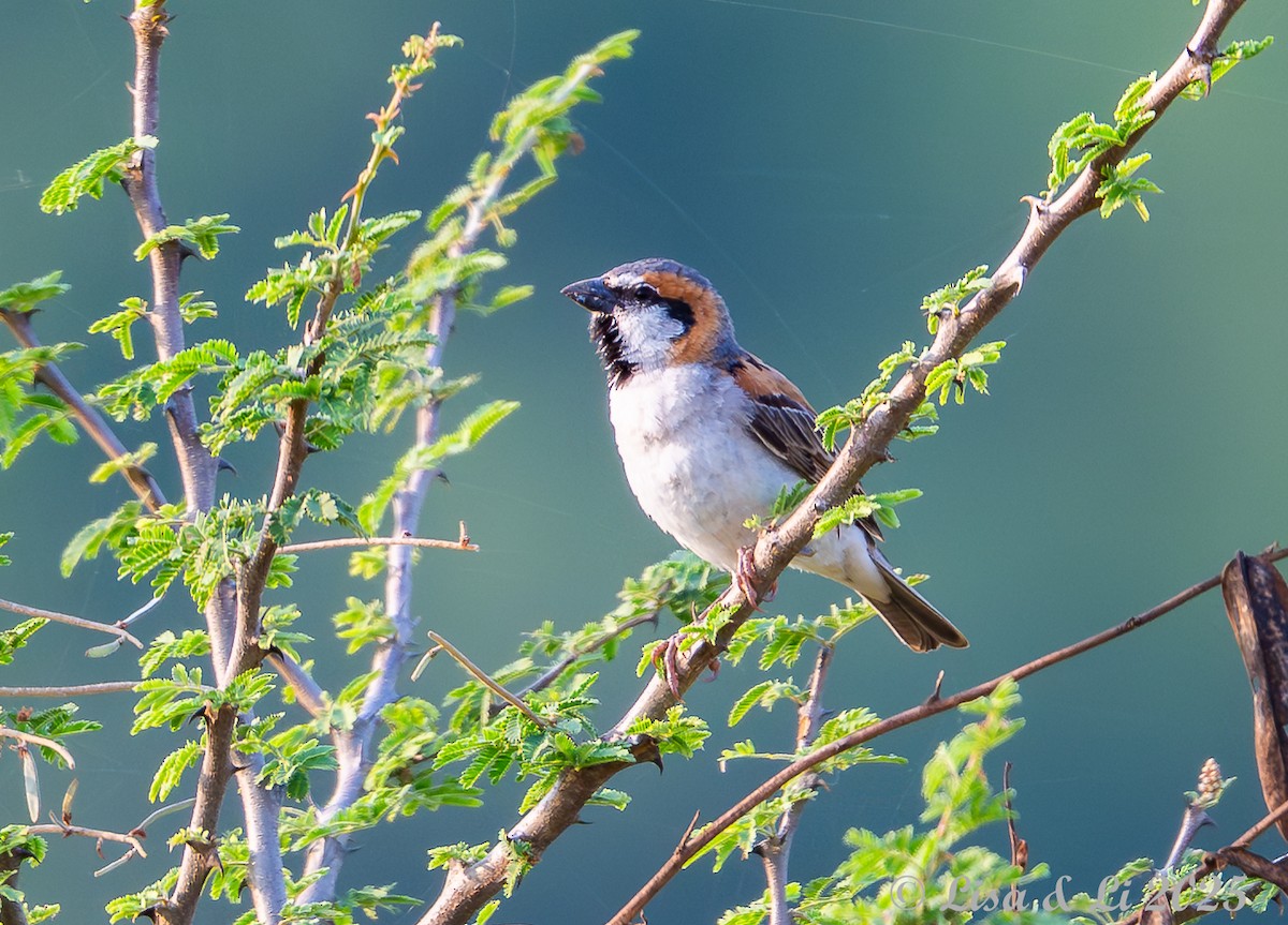 Shelley's Rufous Sparrow - ML640820899