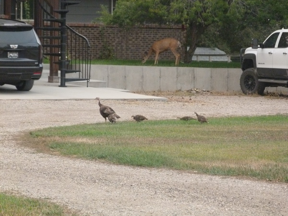 krocan divoký - ML640820922