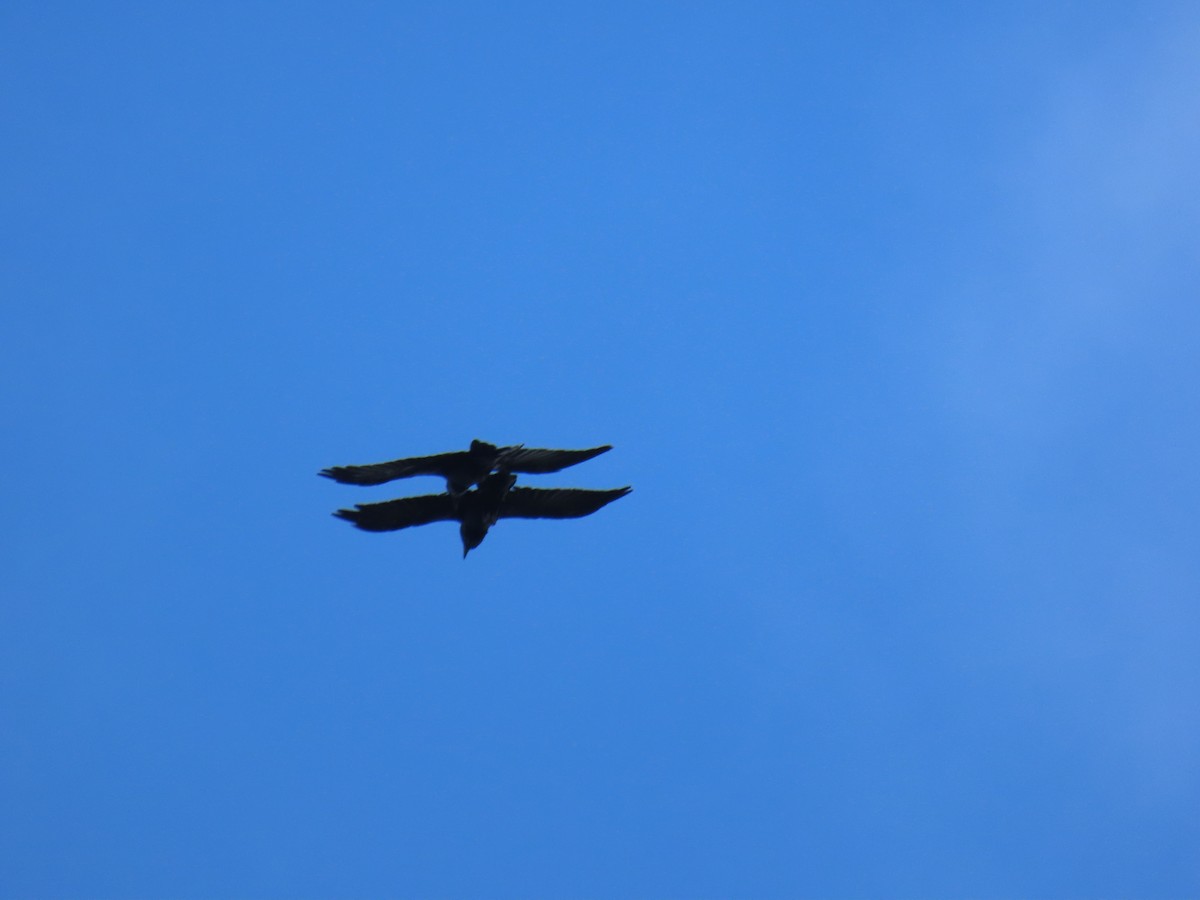 Common Raven - ML640820929