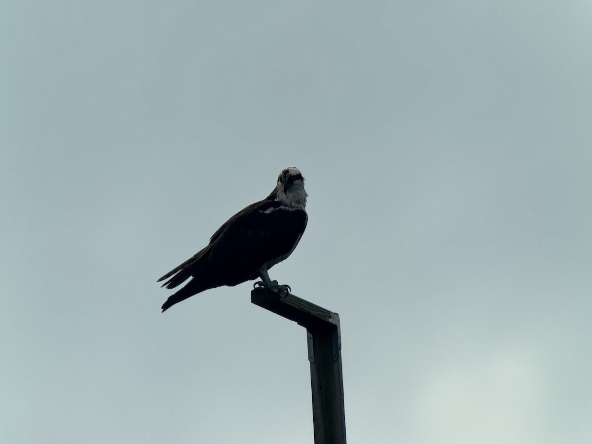 Osprey - ML640820935