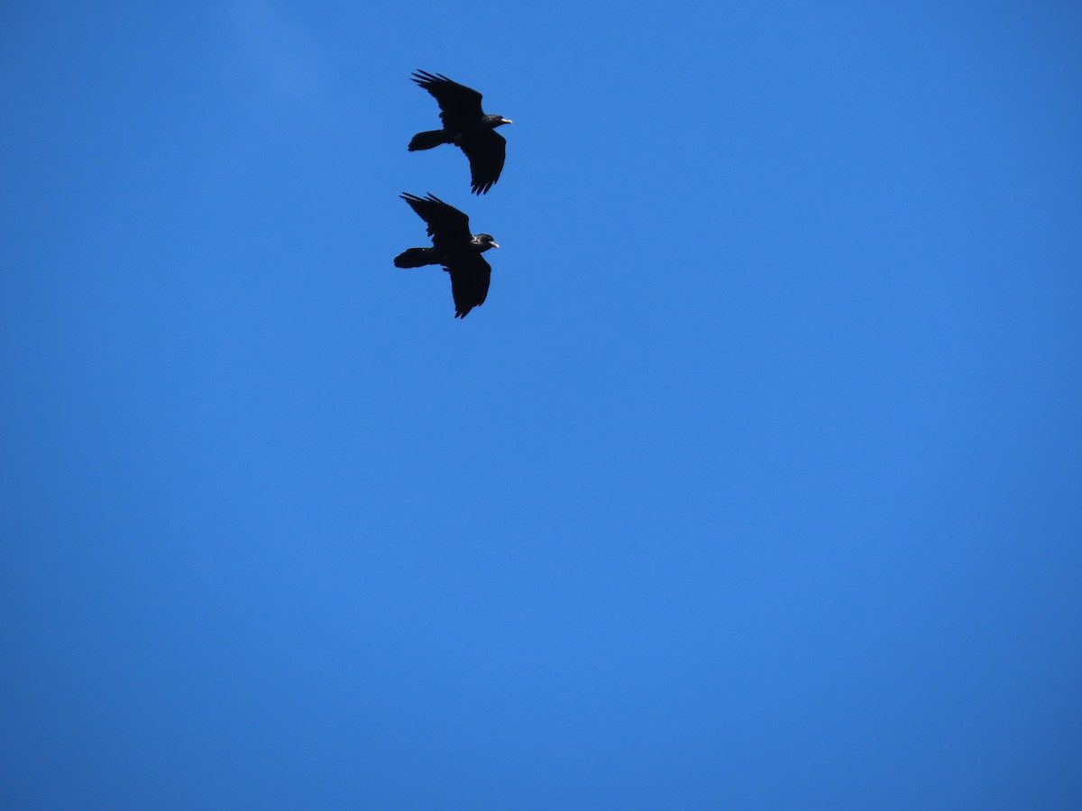 Common Raven - ML640820937
