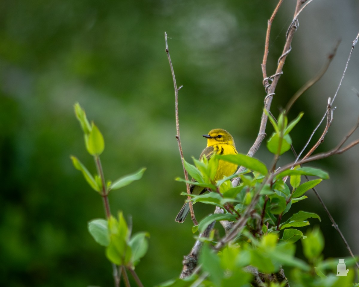 lesňáček pokřovní - ML640820942