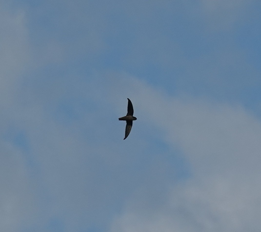 Chimney Swift - ML640820943