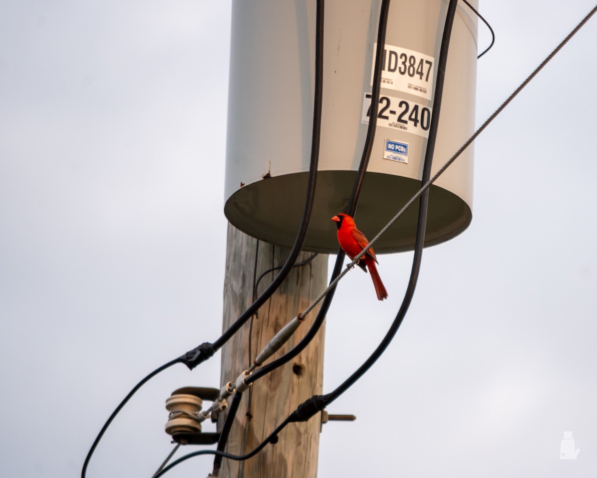 kardinál červený - ML640820944