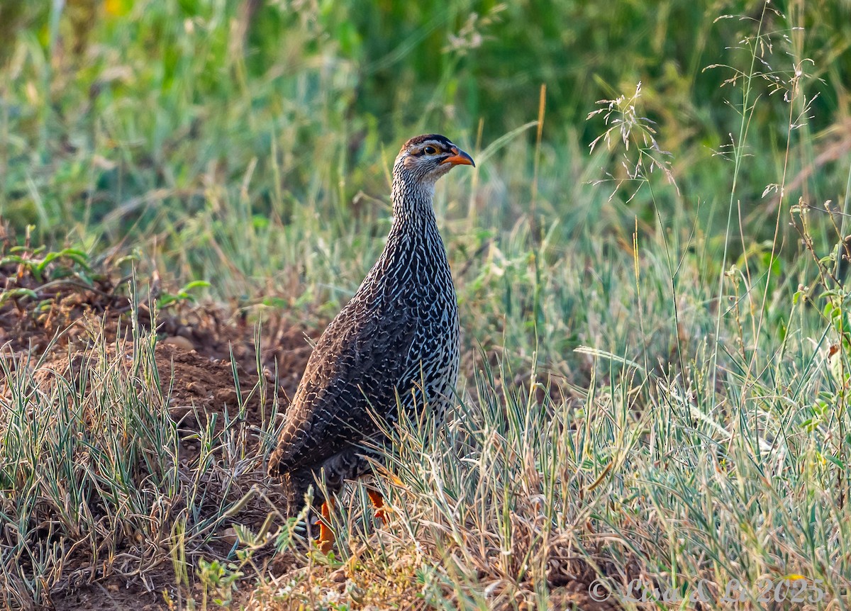 Heuglin's Spurfowl - ML640820950