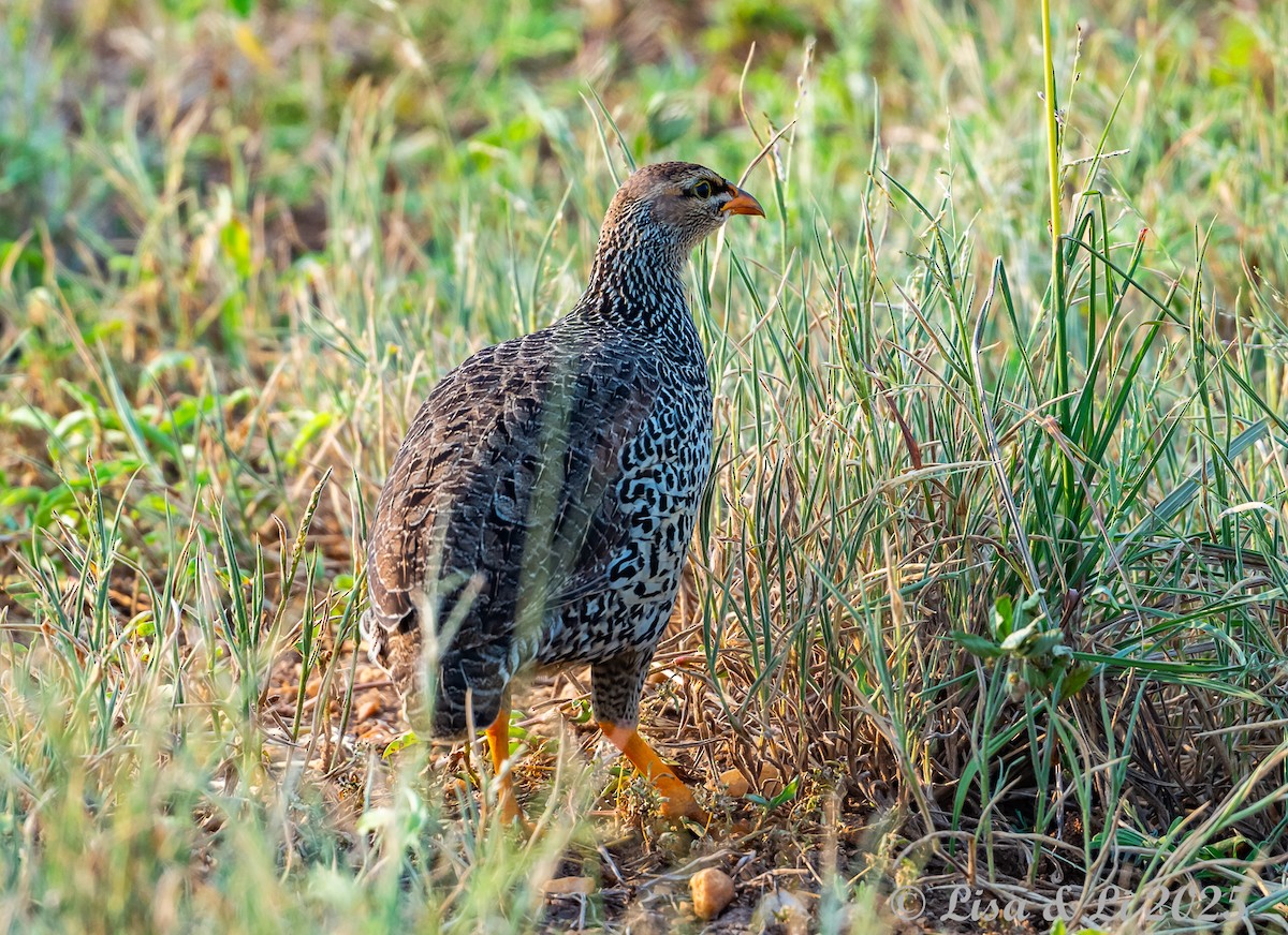 Heuglin's Spurfowl - ML640820951