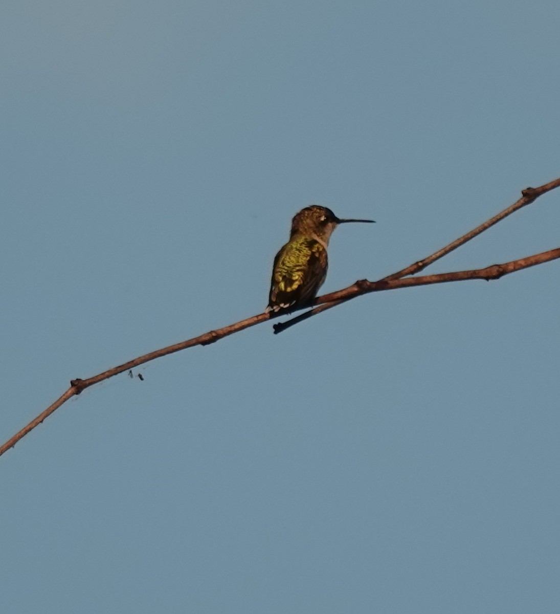 Ruby-throated Hummingbird - ML640820958