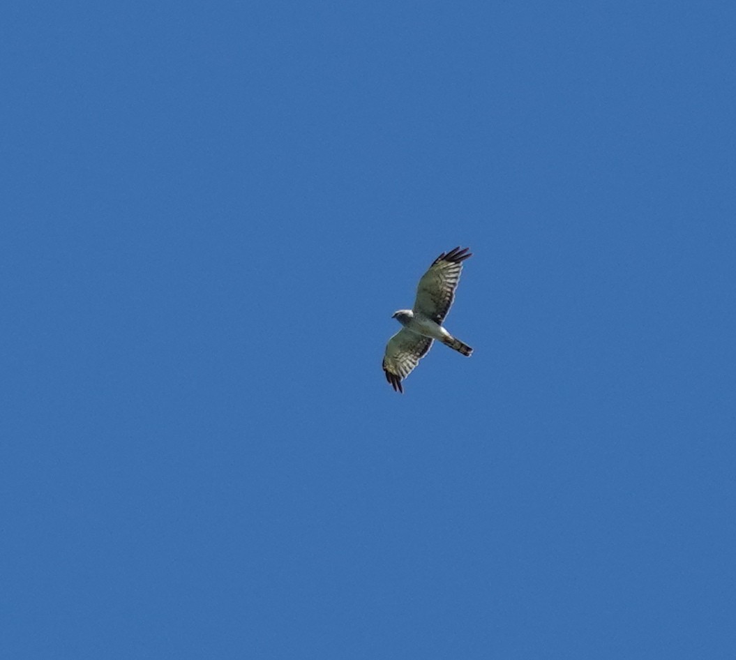 Northern Harrier - ML640820970