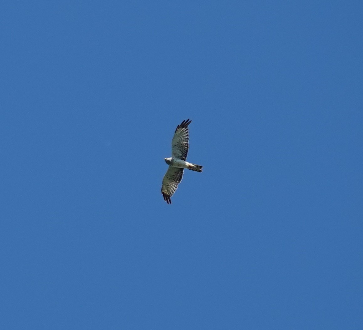 Northern Harrier - ML640820971