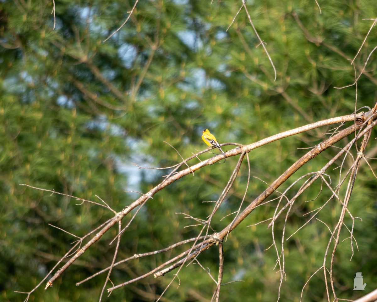 čížek žlutý - ML640820973