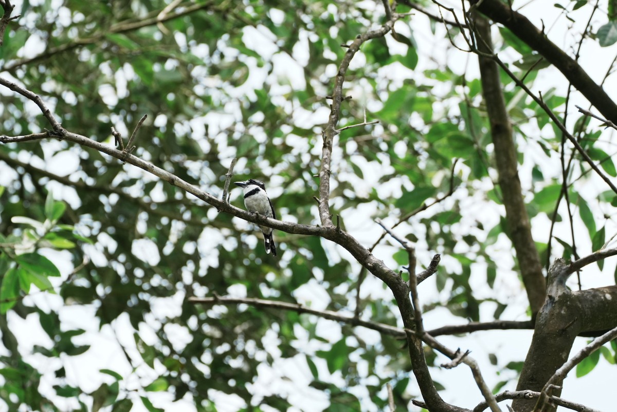 Pied Puffbird - ML640820975
