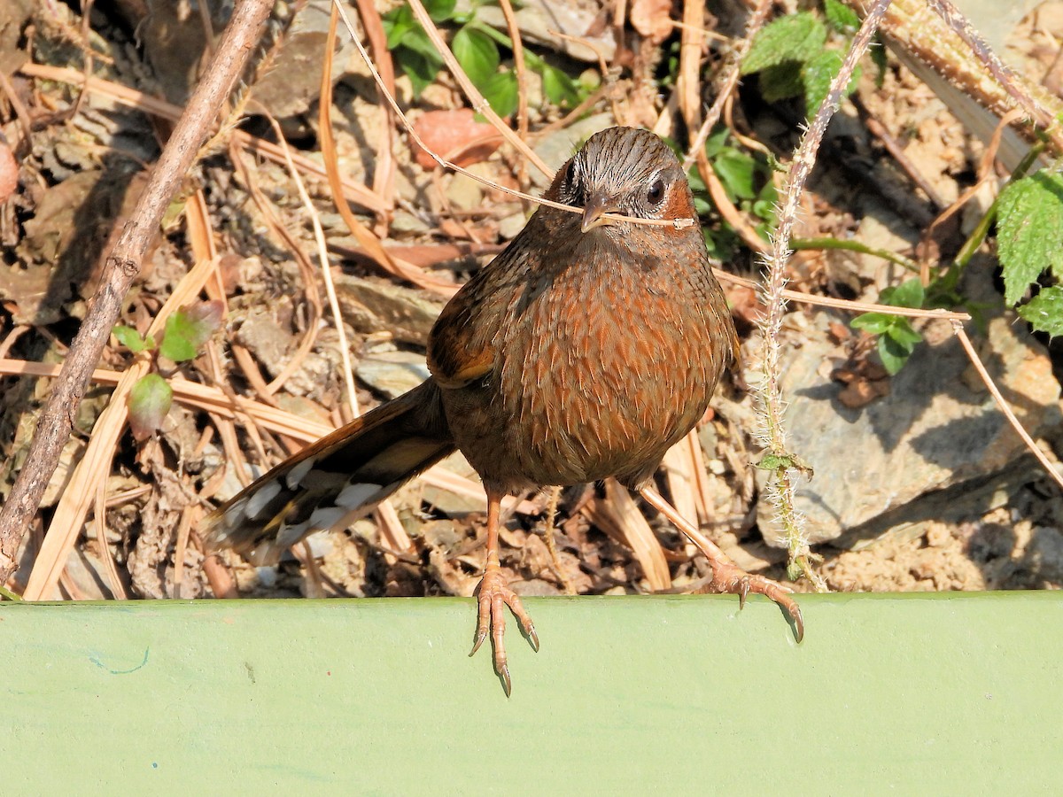 Streaked Laughingthrush - ML640820981