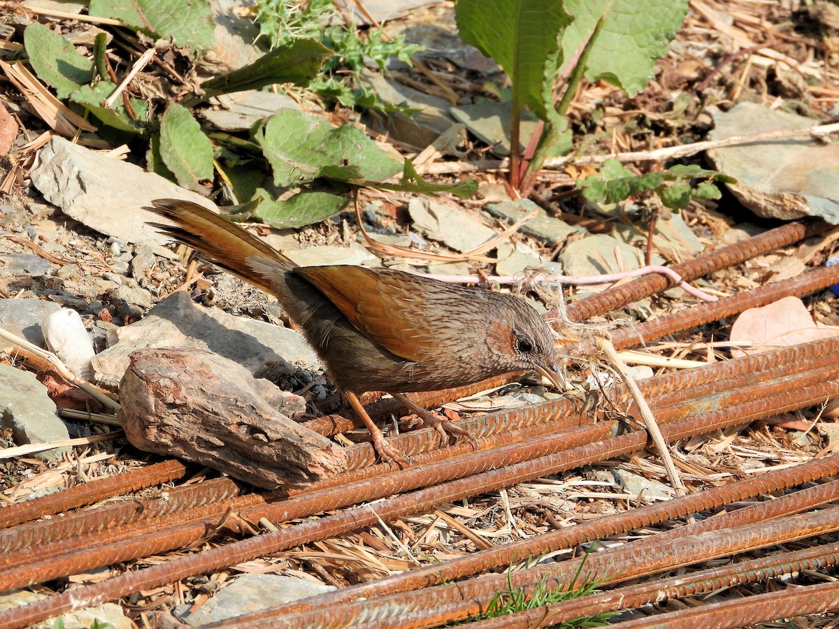 Streaked Laughingthrush - ML640820983
