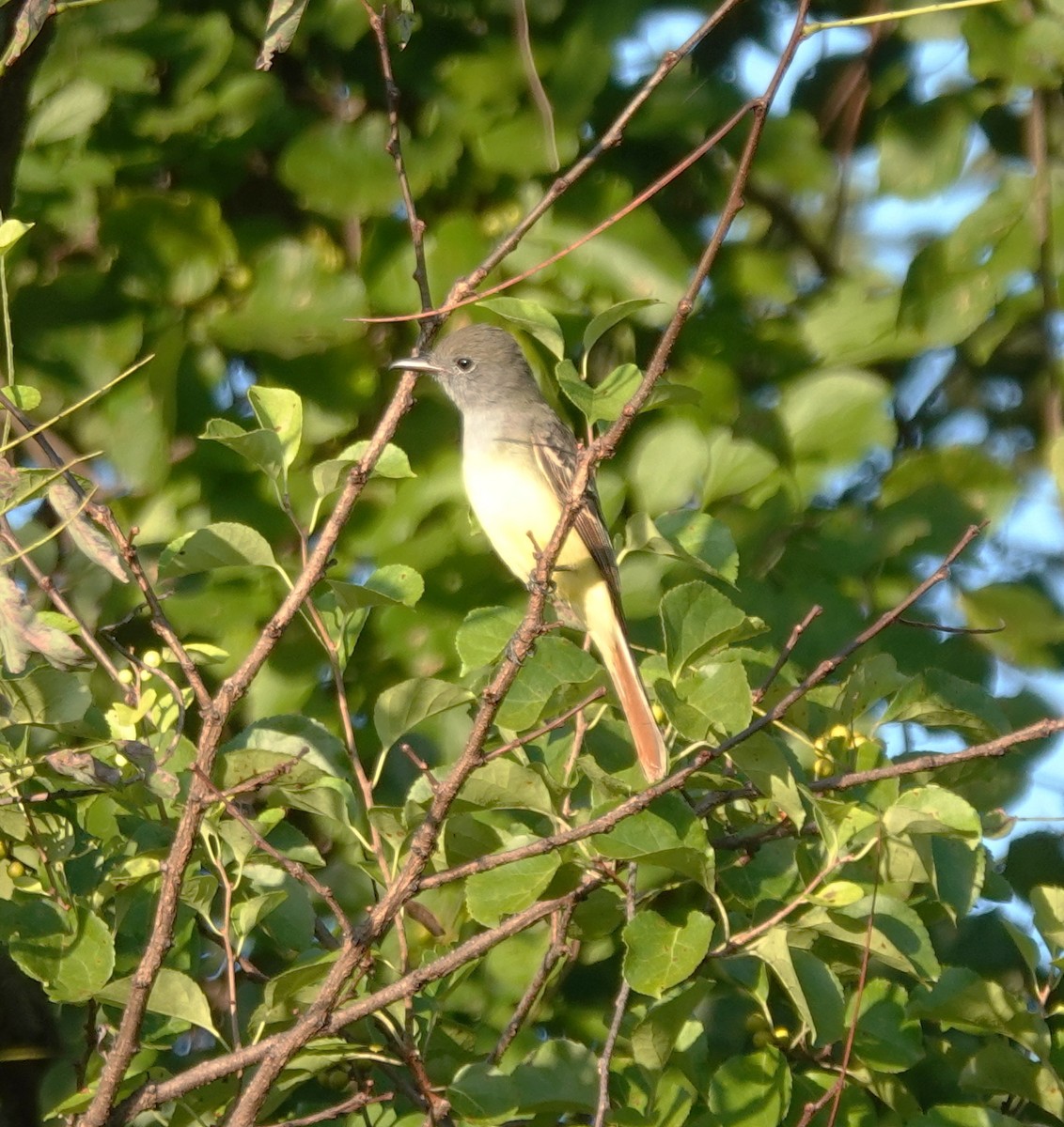 Great Crested Flycatcher - ML640820986