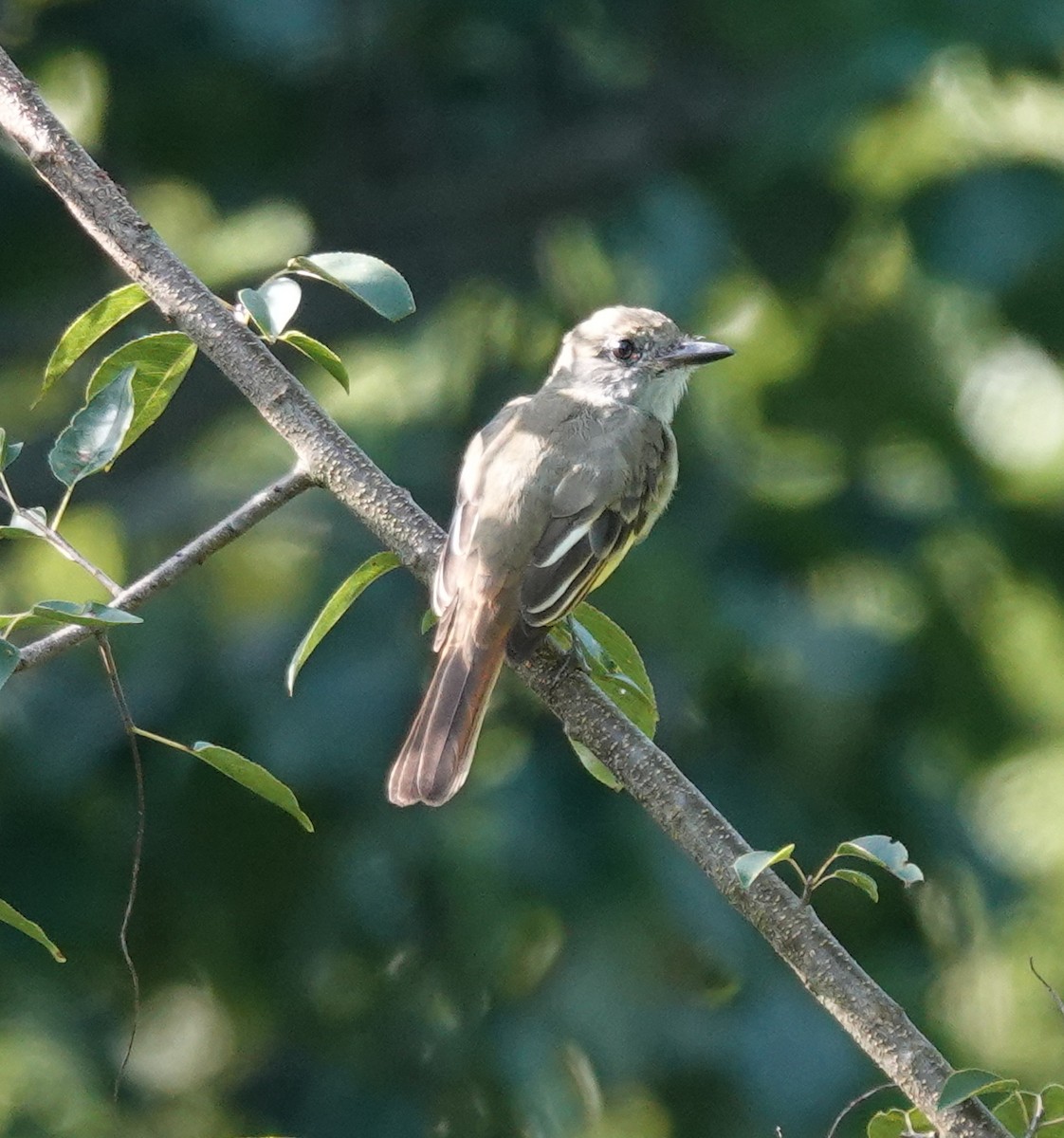 Great Crested Flycatcher - ML640820998