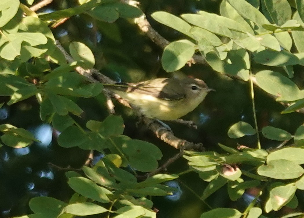 Warbling Vireo - ML640821014