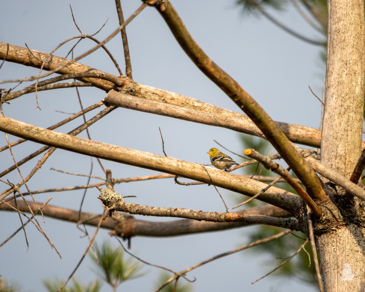 čížek žlutý - ML640821026