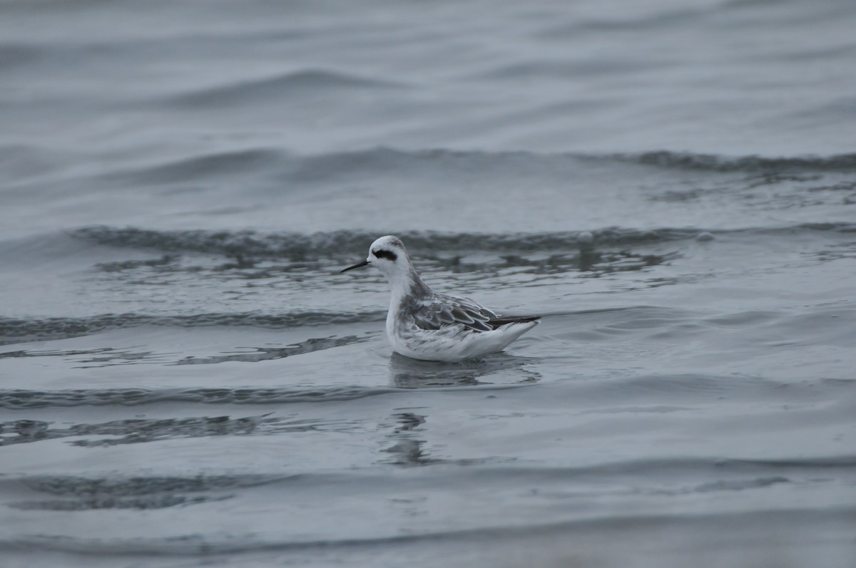 Red-necked Phalarope - ML640821033