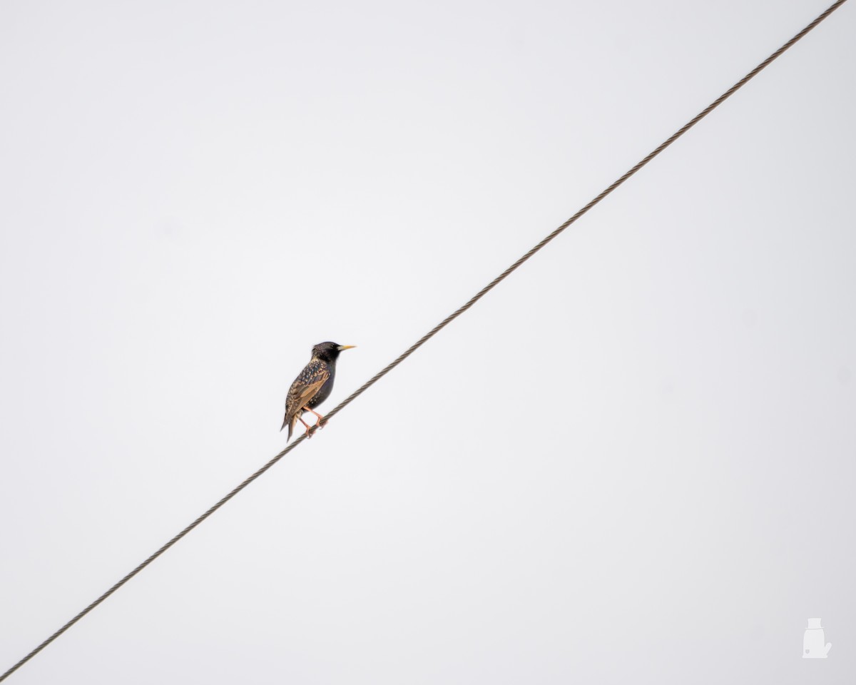 špaček obecný - ML640821036