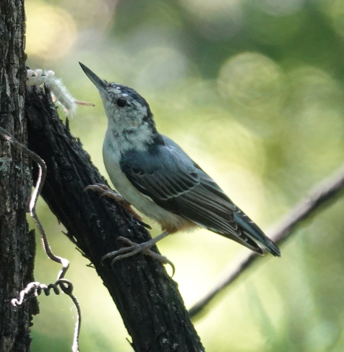 White-breasted Nuthatch - ML640821038