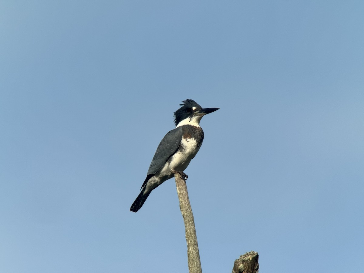 Belted Kingfisher - ML640821039