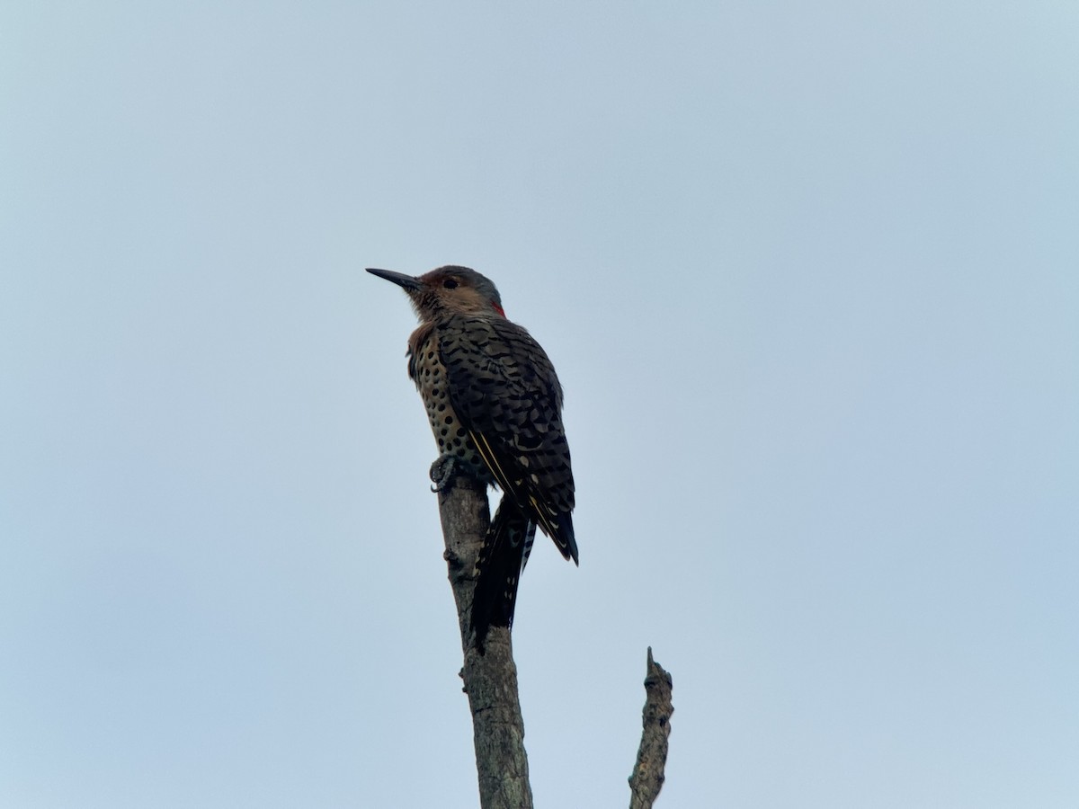 Northern Flicker - ML640821048