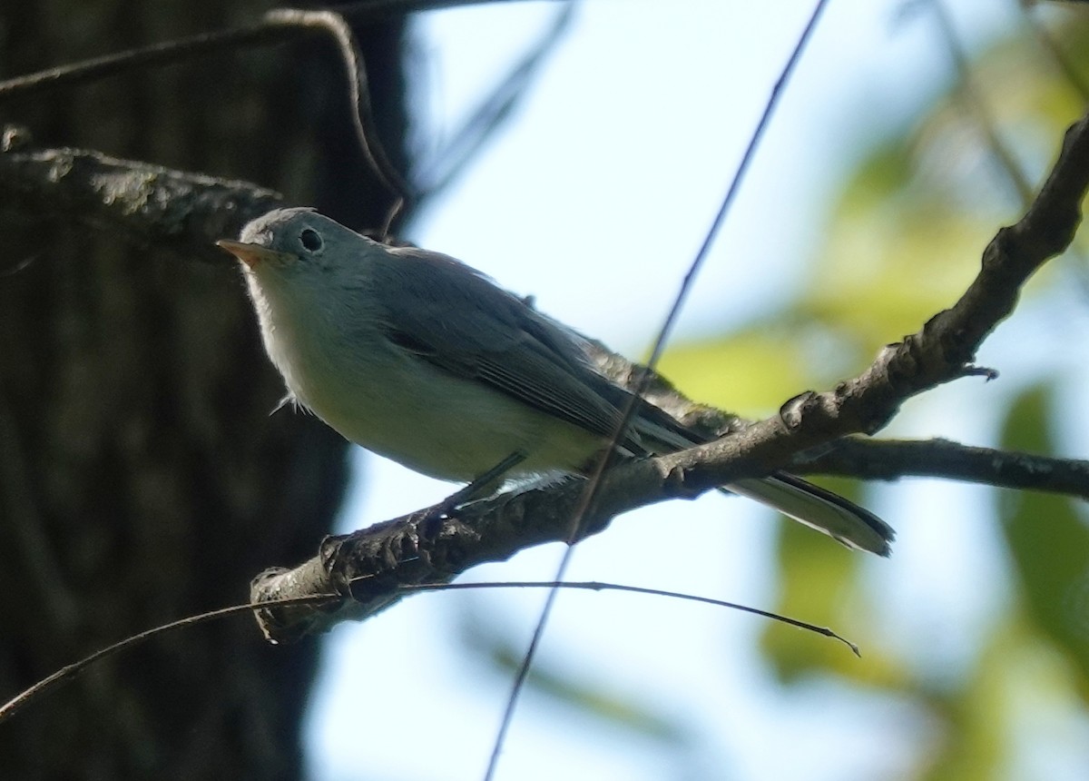 Blue-gray Gnatcatcher - ML640821050