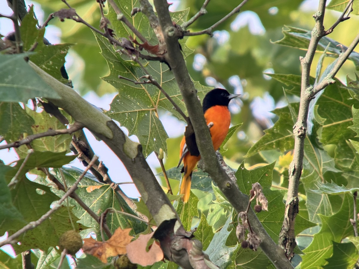 Baltimore Oriole - ML640821059