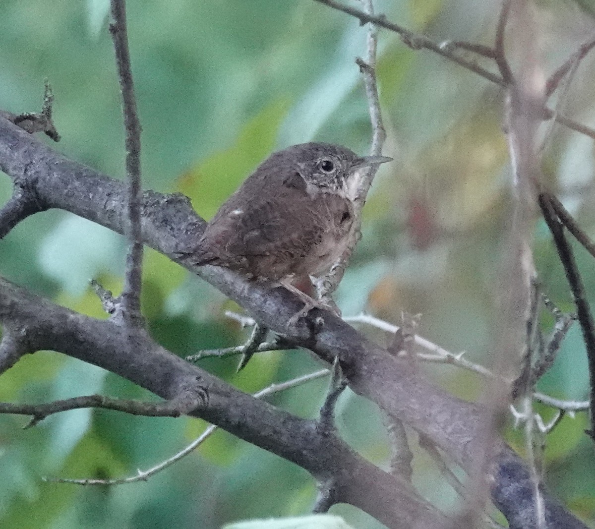 Northern House Wren - ML640821064