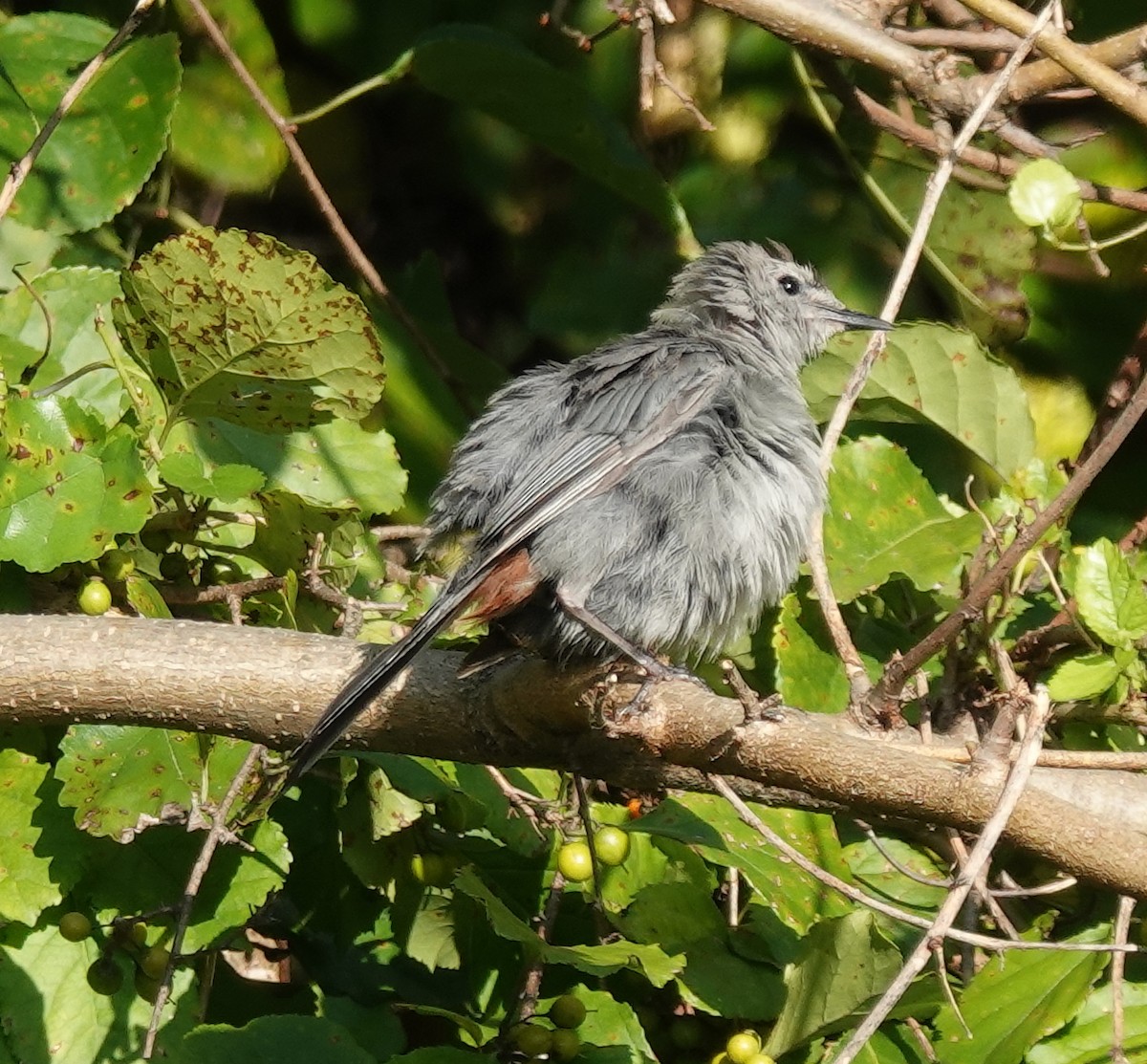 Gray Catbird - ML640821075