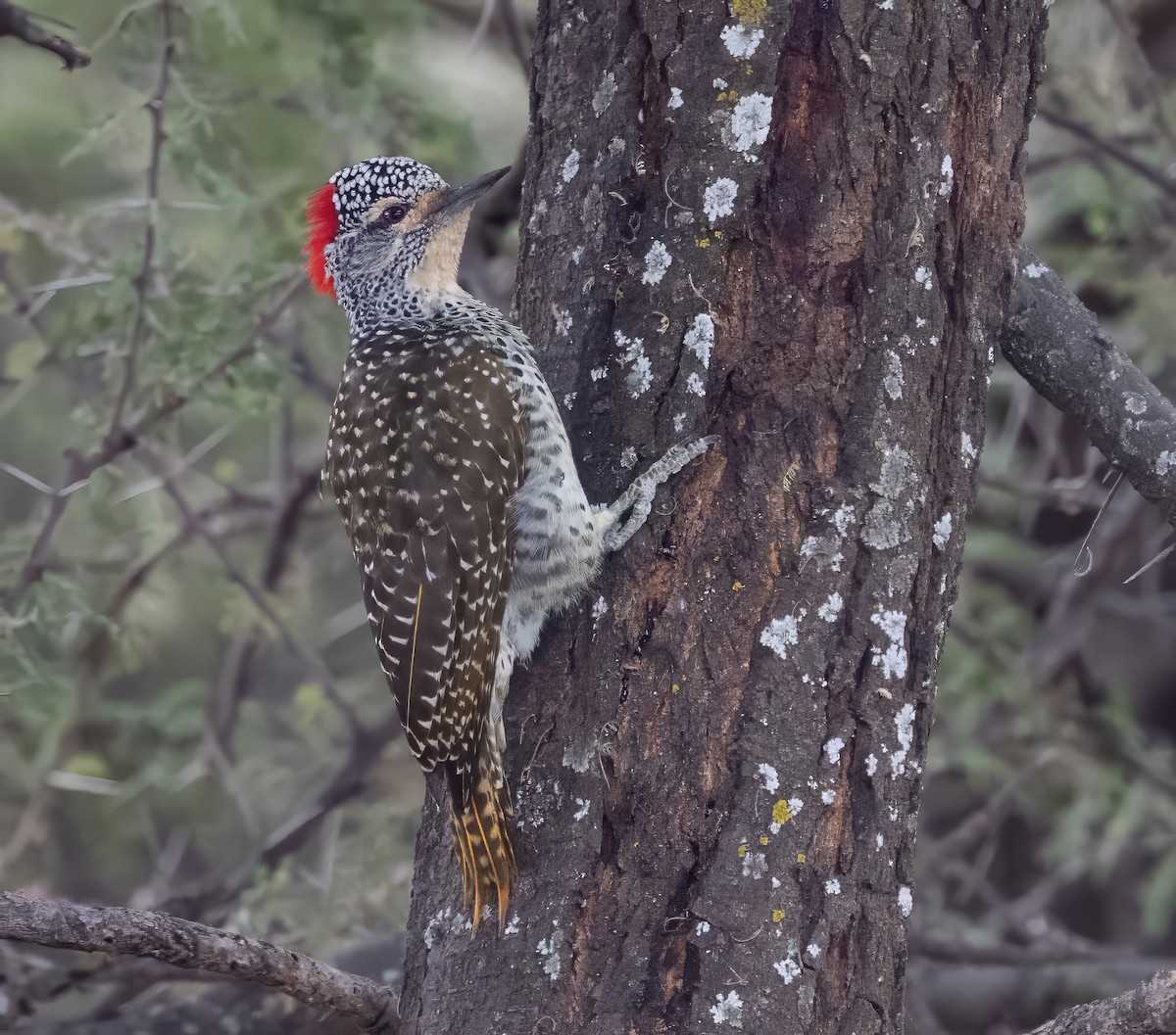Nubian Woodpecker - ML640821083