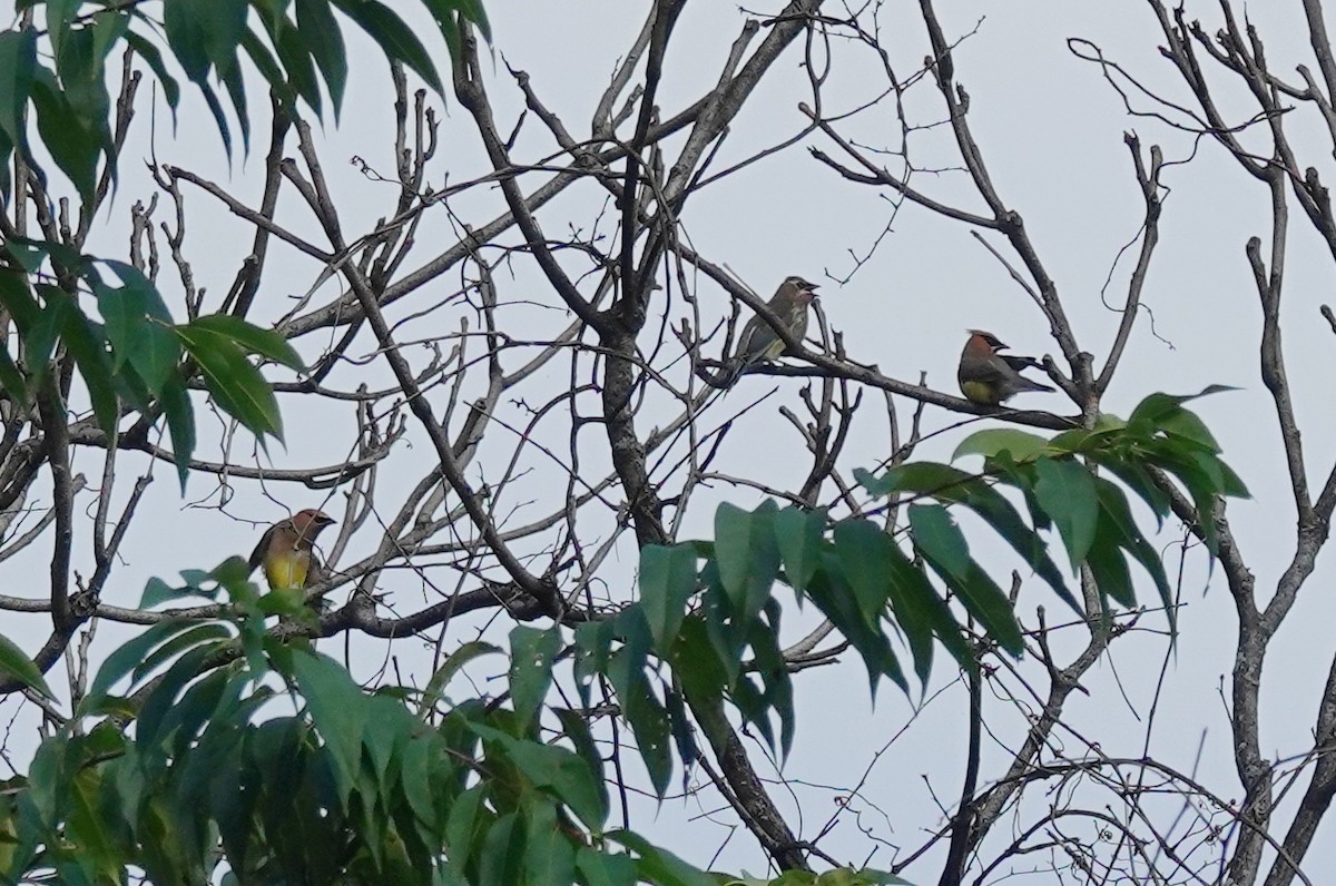 Cedar Waxwing - ML640821085