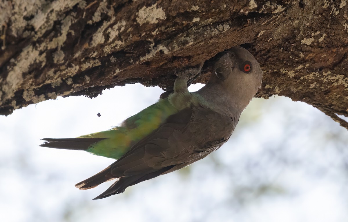Red-bellied Parrot - ML640821112