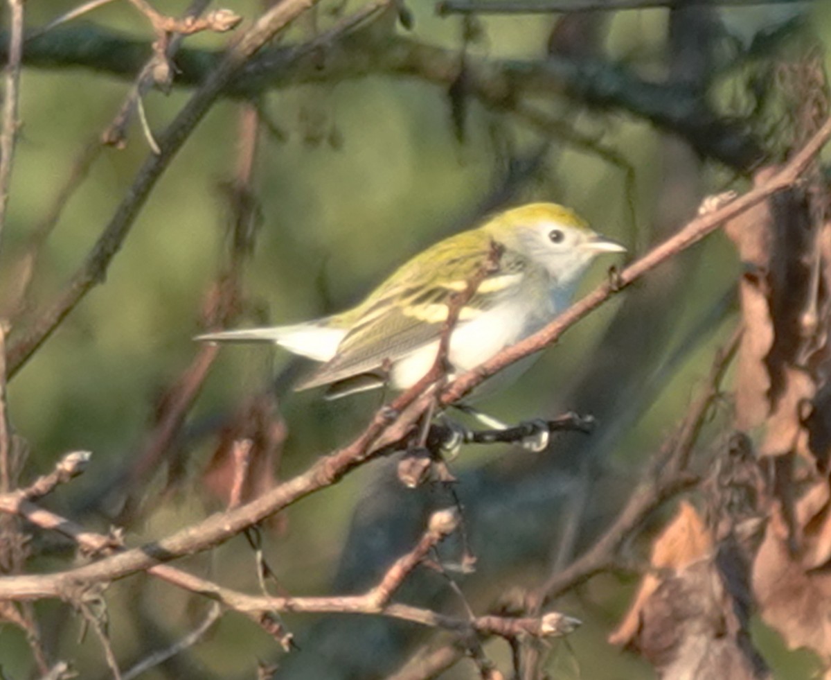 Chestnut-sided Warbler - ML640821144