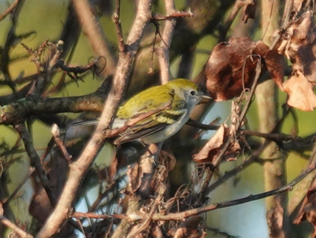 Chestnut-sided Warbler - ML640821145