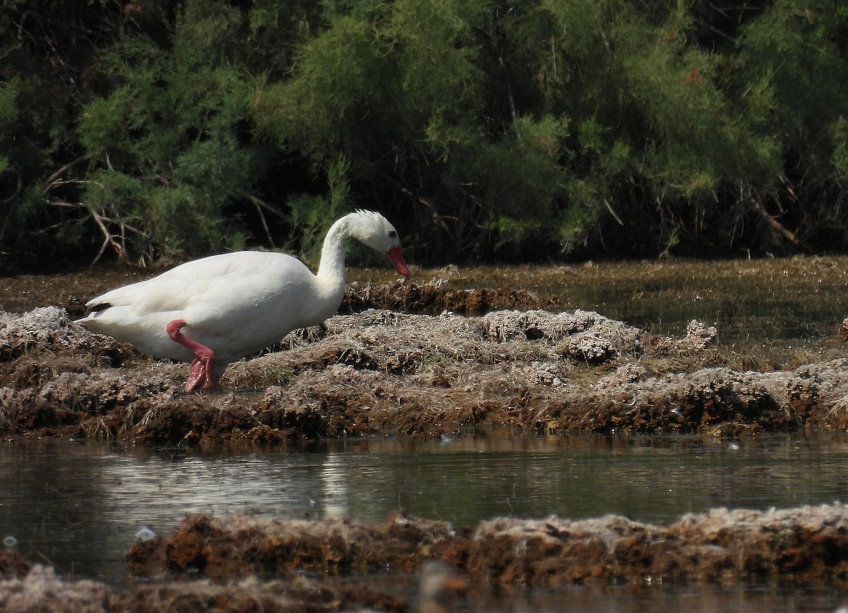 Coscoroba Swan - ML640821157