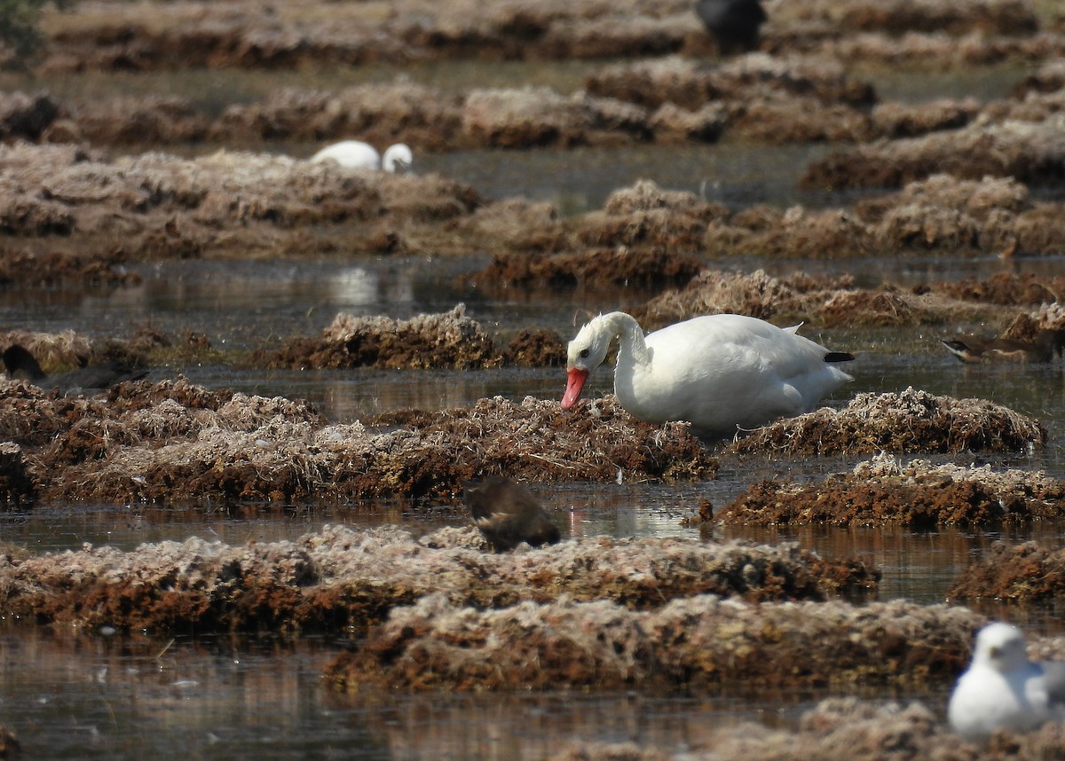 Coscoroba Swan - ML640821158