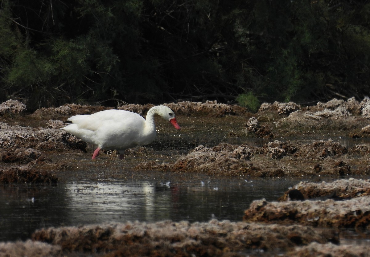 Coscoroba Swan - ML640821160