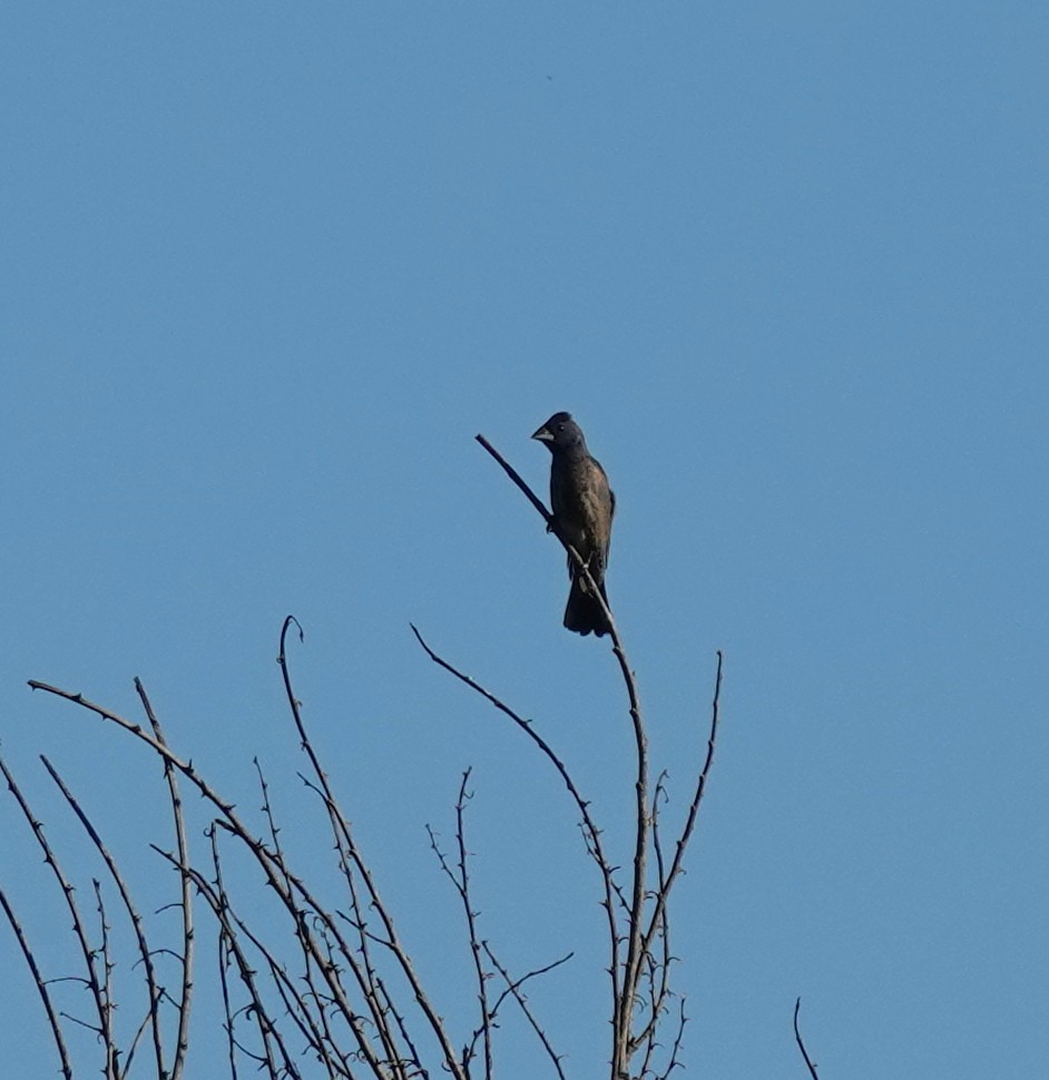 Blue Grosbeak - ML640821161