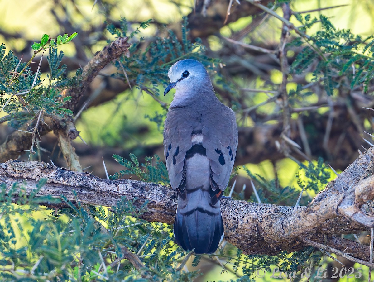 Black-billed Wood-Dove - ML640821200